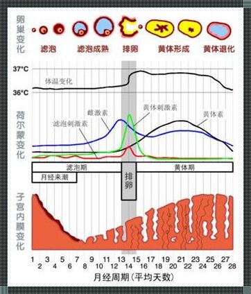 卵子一排出马上就是黄体了吗？掌握这个问题的答案