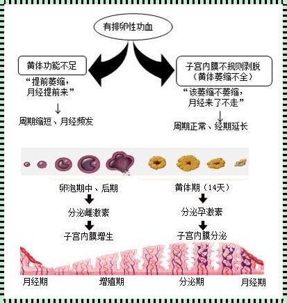 来月经就一定会排卵吗？