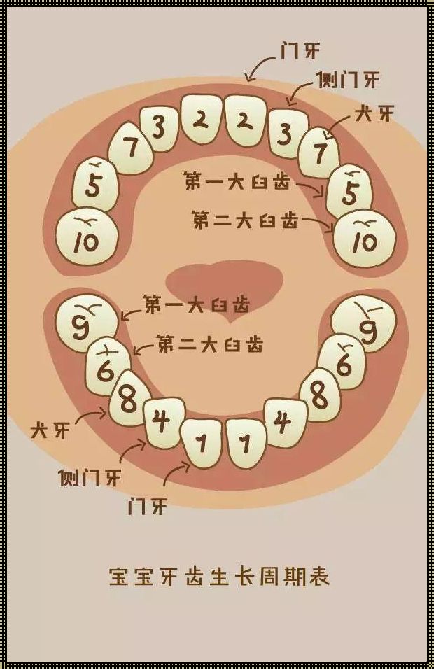 儿童换牙顺序图20颗：换牙期的奥秘与探索