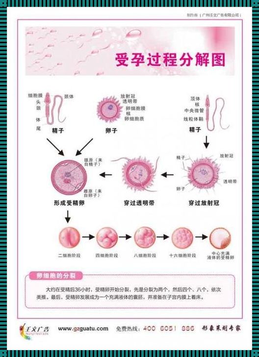 怎么样怀孕过程，揭秘孕育生命的奥秘