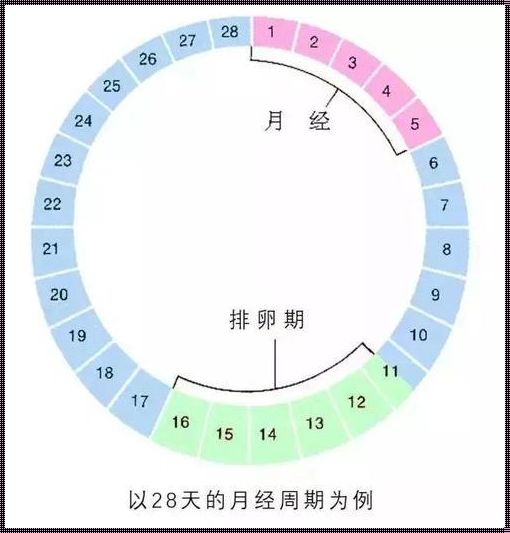 排卵期会分泌什么东西出来吗