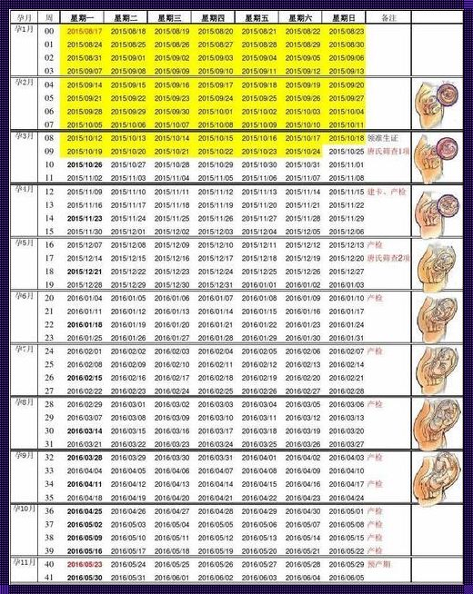 怎么算怀孕日期：从排卵日到预产期