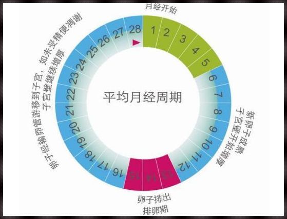 排卵时间表：探索女性生育力的秘密