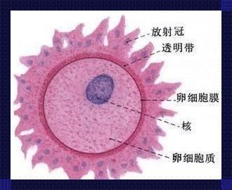 排卵过程：生命律动的奇妙旅程