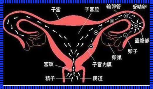 女性一个输卵管可以怀孕吗？