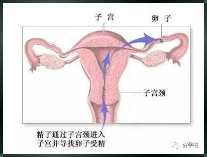 撤退性出血卵子去哪里了：身体的奥秘解析