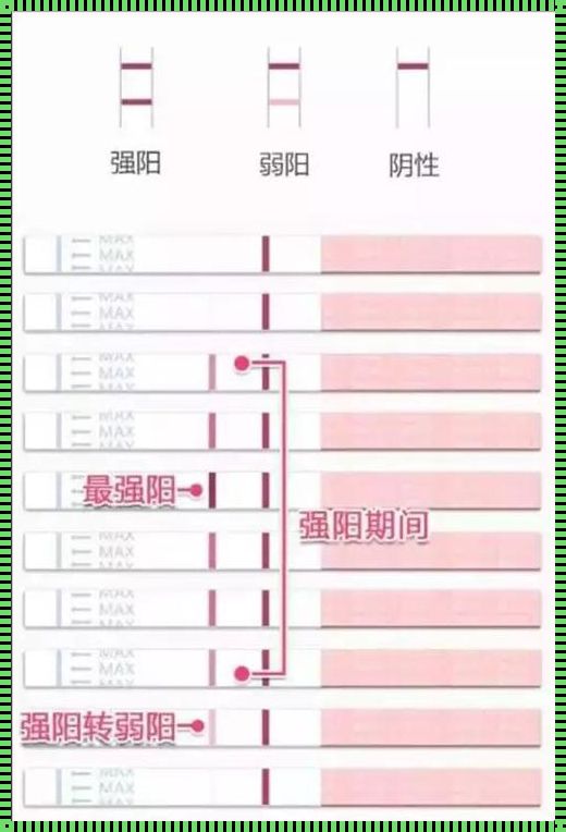 排卵试纸使用方法视频：深入了解排卵过程