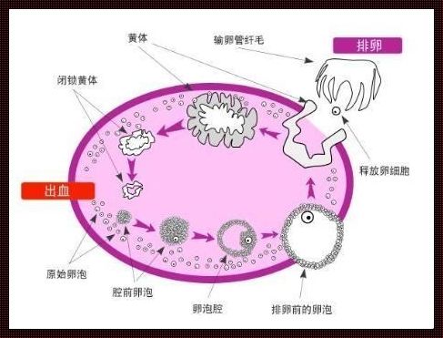 卵泡不长怎么调理？寻求解决之道