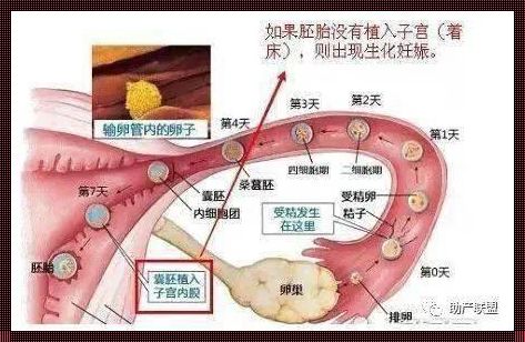 精子卵子结合到着床的全过程：生命的神秘之旅