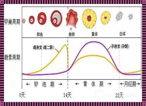 泡卵期是什么时候——揭开神秘面纱