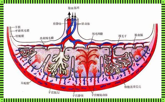 胎盘循环不好是什么原因