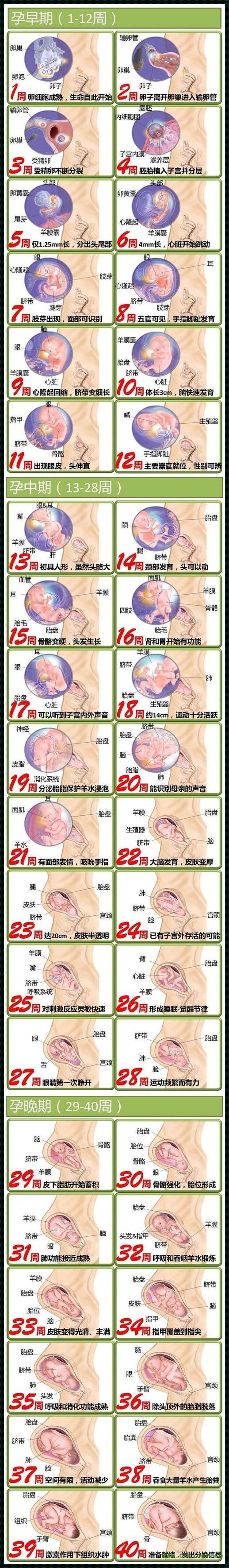 胎儿周期发育对照表：揭秘生命初期的奇妙旅程