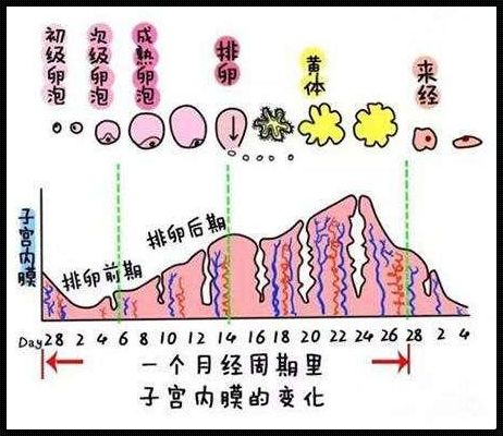 卵泡期是月经前还是月经后：深入了解女性月经周期