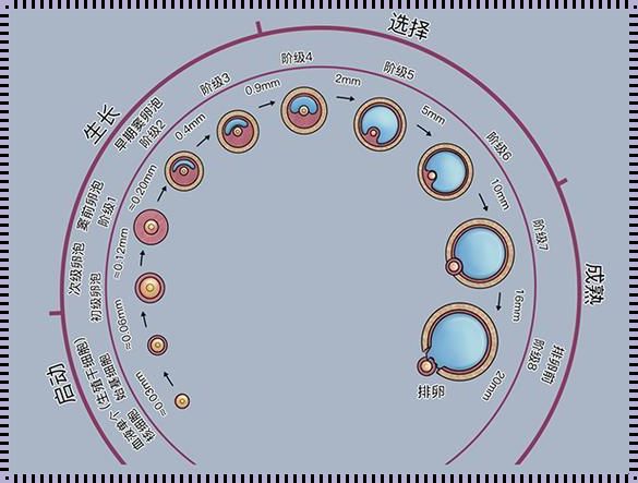 卵泡生长规律：探寻女性生育之谜