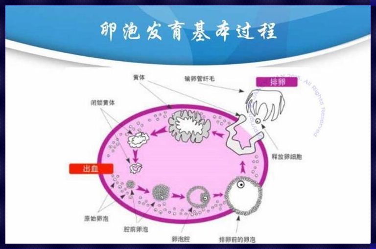 高龄备孕怎样提高卵泡？信心是关键