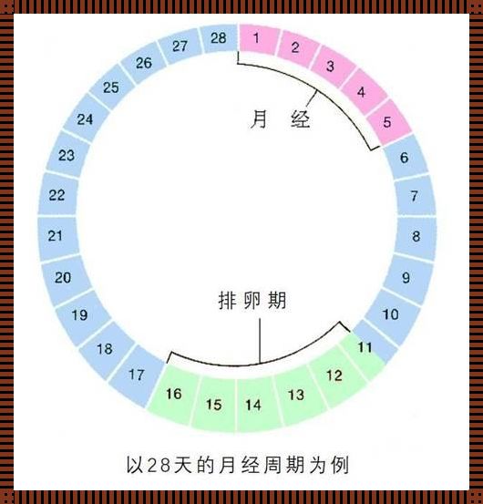 孕几周就过了危险期了：深入了解与探讨