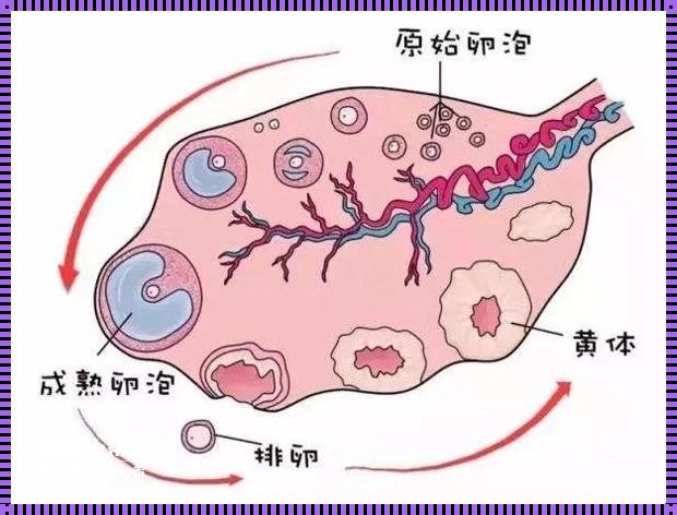 排卵是什么症状：揭秘女性生育的神秘时刻