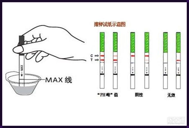 如何用排卵试纸测排卵的最佳时间