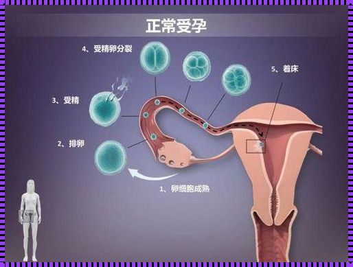 精子的一般游泳时间及其对受孕的影响