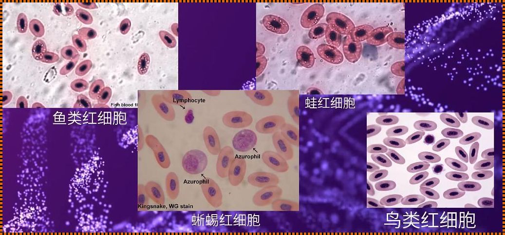 哺乳动物成熟红细胞有核糖体：重新审视生物学的基本原理