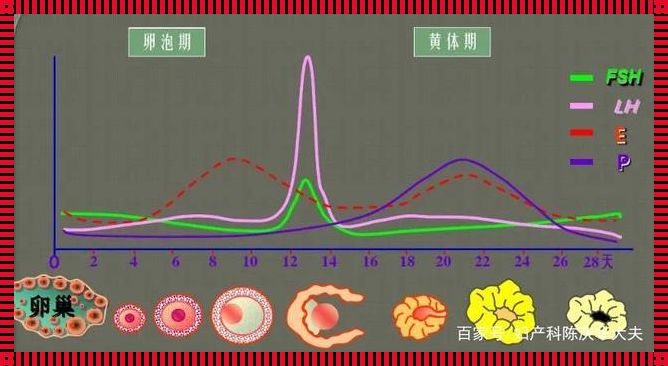 LH值的变化与排卵：一场内分泌的微妙舞动