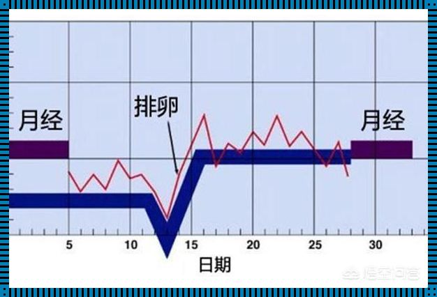 排卵转弱多长时间排卵：悄然降临的周期奥秘