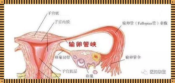 怀孕后输卵管会堵塞吗