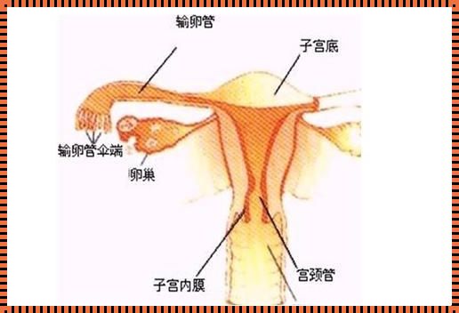 输卵管炎症有什么症状表现