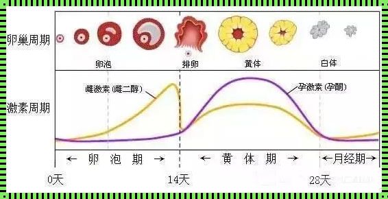 排卵期卵泡排出的症状：了解女性的身体语言