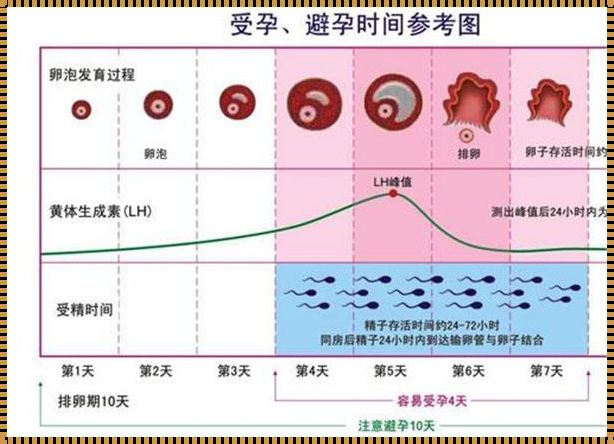 卵泡值多少算正常：深度解析与情感探讨