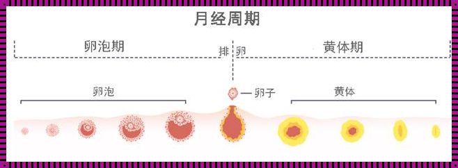 女性一个月有几次排卵：自然规律与生育之谜