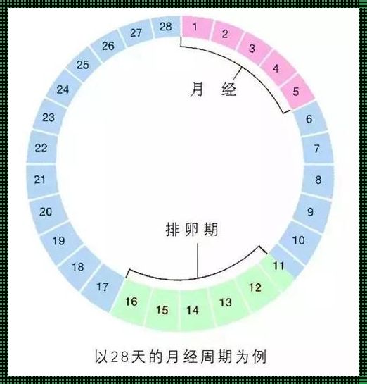 排卵日有必要同房两次吗