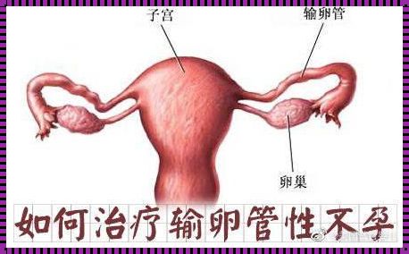 一个输卵管还会怀孕吗？