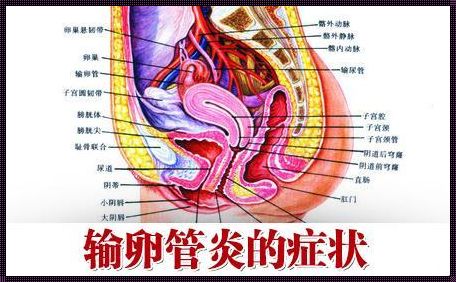 小腹左侧输卵管位置疼：探寻疼痛背后的真相