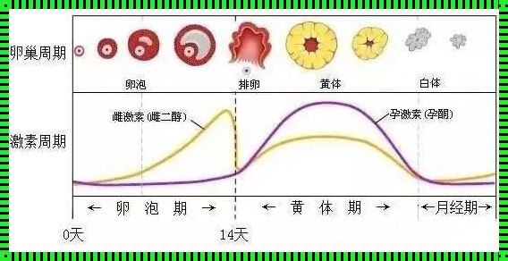 只有排卵期才会怀孕吗？