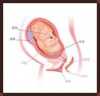 37周胎儿偏小三周：一次非凡的妊娠之旅