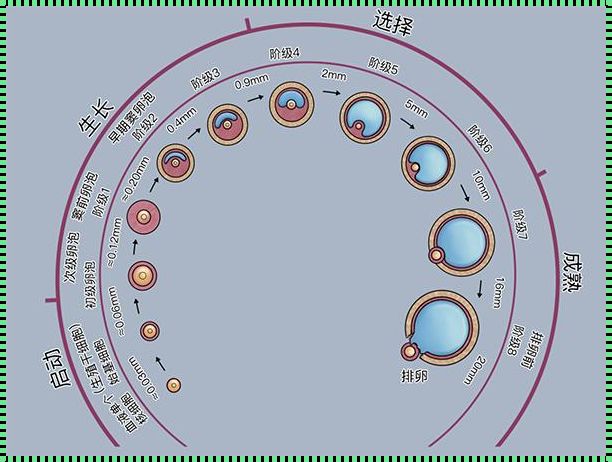 卵泡发育的过程：生命奇迹的初步演绎