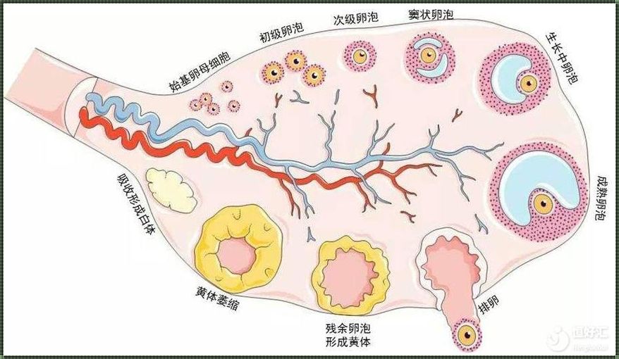 窦前卵泡是初级卵泡吗？揭开神秘面纱