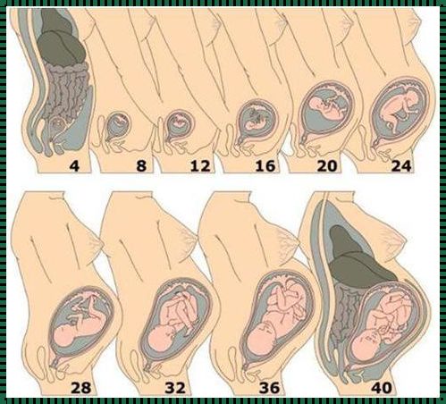 怀孕38周胎动减少，基本上不动：紧张与期待的交织