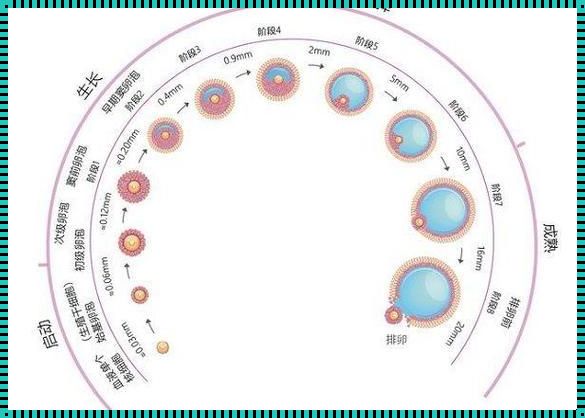 卵子发生的三个阶段：生命的奇迹与探索