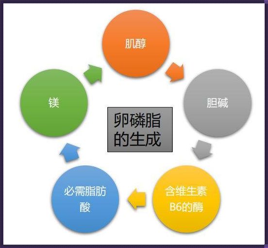 卵磷脂的作用和功效：揭示身体内的秘密