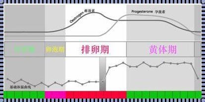 卵泡期会怀孕吗？揭秘生育的神秘环节