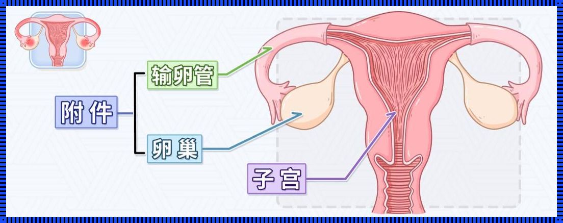 女人一个输卵管能生孩子吗