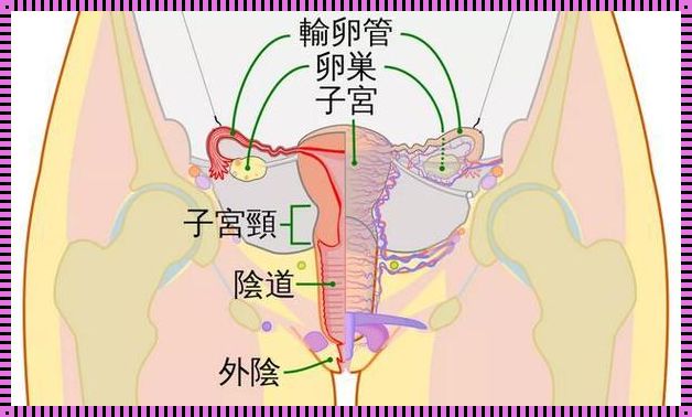 为什么来姨妈左侧输卵管会痛