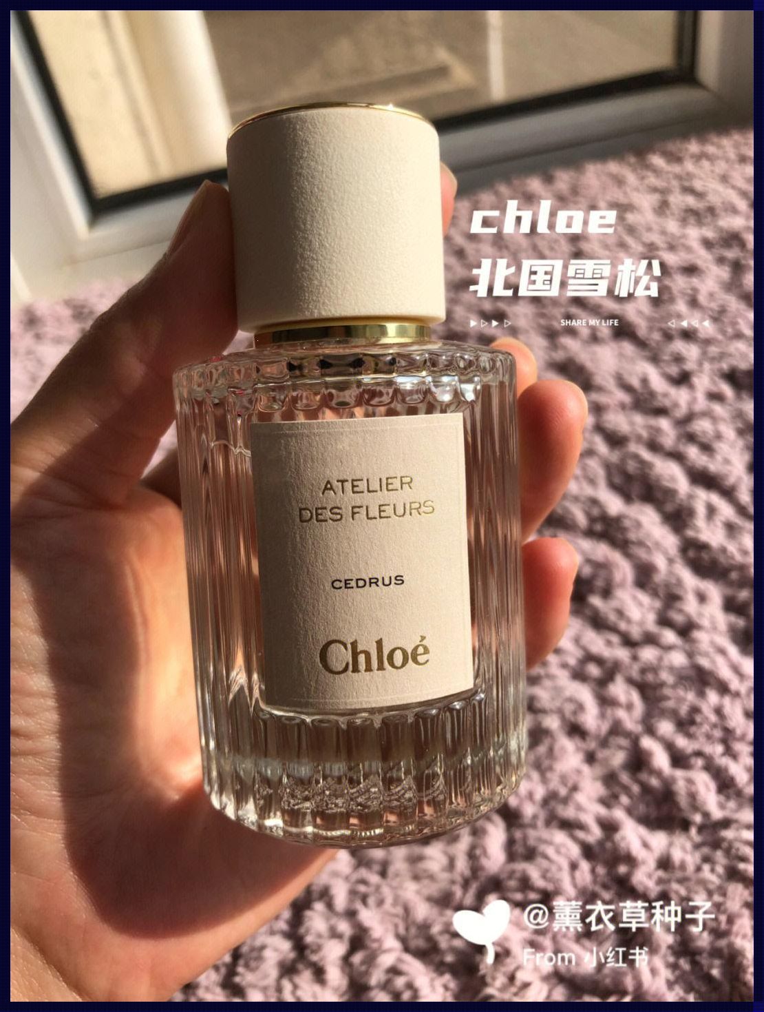 香评：Chloe北国雪松，计划的瑰宝