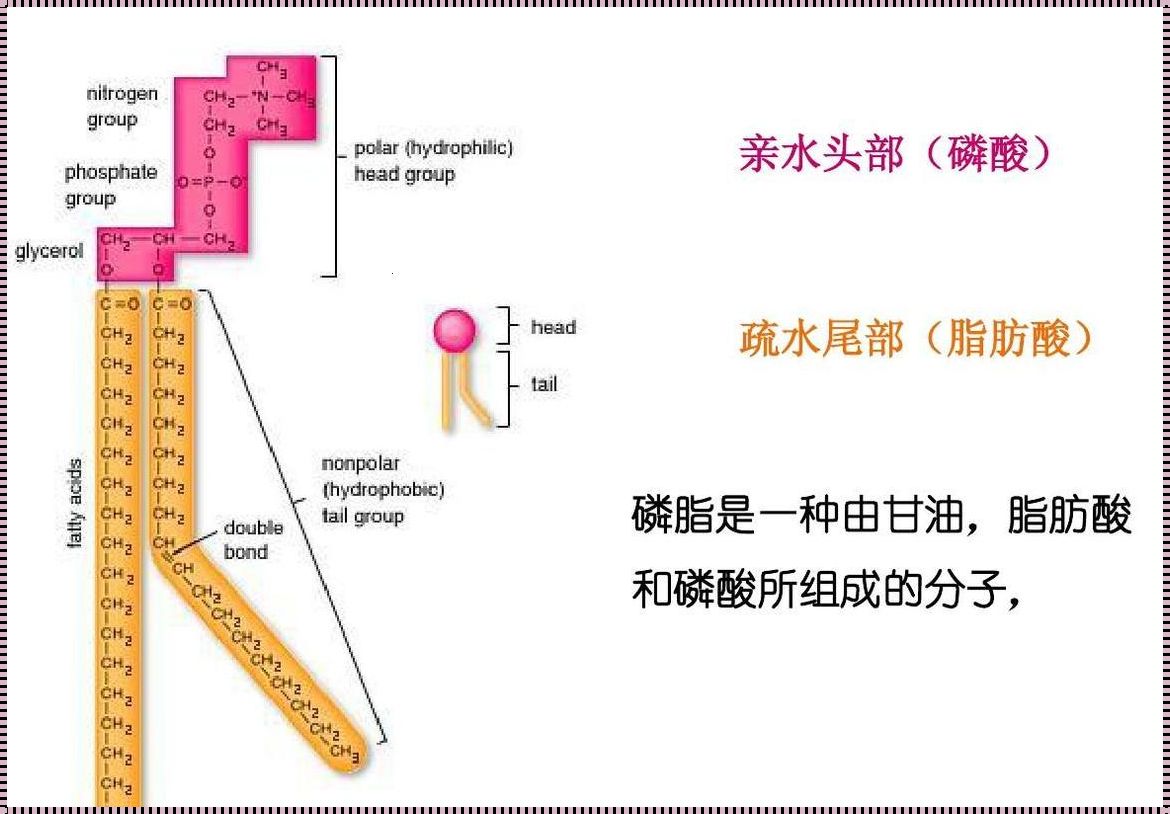 卵磷脂的神秘面纱：深入探索其组成与影响