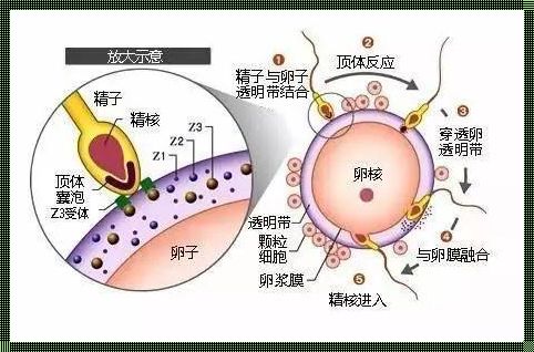 试管三代精卵是自由结合吗