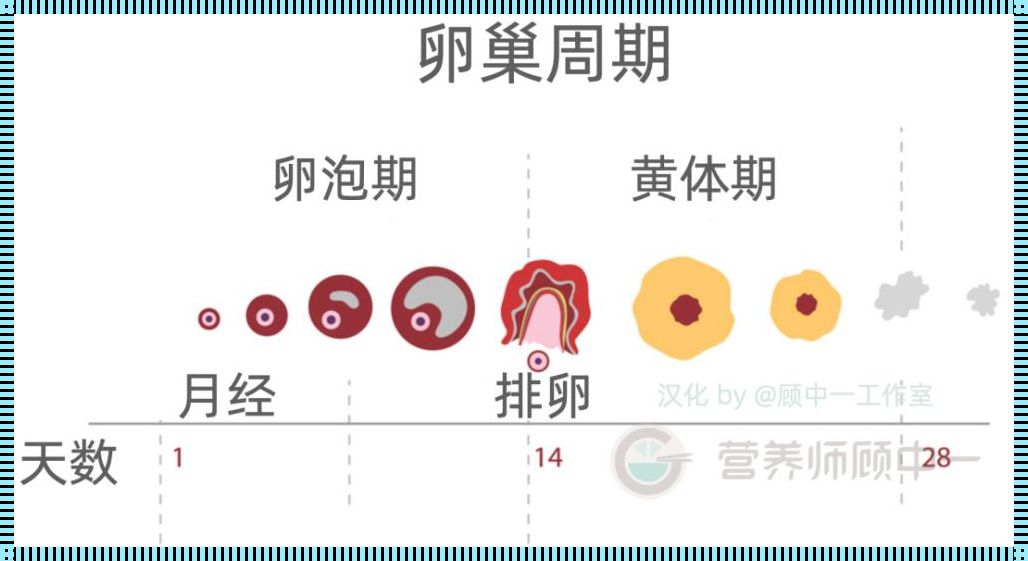 卵泡发育的四个阶段及时间：一场精妙的生长之旅