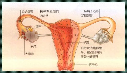 揭开女性排卵的神秘面纱