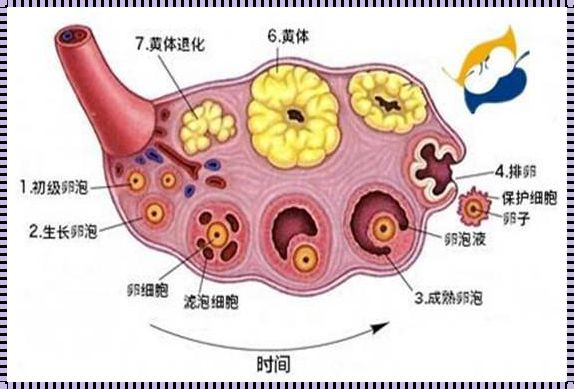 卵泡期和循环中期：女性生殖周期的解读